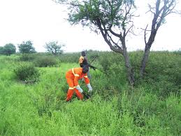 Image result for Marquesia macroura