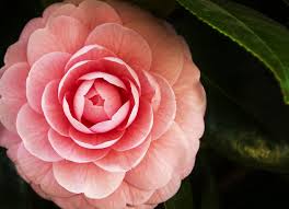 Camellia By Hiroshi Jinza 500px Flower Meanings Flower Images Camellia