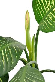 Image result for dieffenbachia flower