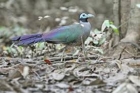 Kamu akan mendapatkannya di sini lho. Tokhtor Sumatera Carpococcyx Viridis Burung Langkah Yang Terancam Punah Di Indonesia Dtechnoindo