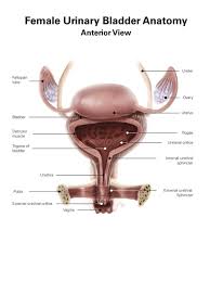 Image result for Bladder Anatomy