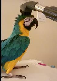 Talkative Parrot Loves Being Gently Vacuumed Funny Parrots Parrot Birds