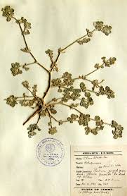 Image result for Glinus lotoides