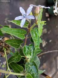 Image result for Oxypetalum