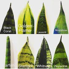 Different varieties of snake plants. Indoor Plant Design On Instagram Did You Know How Many Different Kinds Of Snake Plants There Are Which Would Yo Sansevieria Plant Snake Plant Indoor Plants