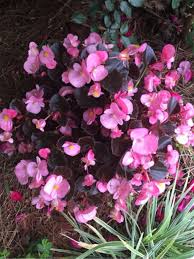 Here's a list of quick tutorial videos to help you get started growing each of the flowers we recommended for growing in containers: Pin By Martha Arnold On Feels Like Home Flower Pots Sun Plants Begonia
