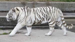 Libros tigre blanco gratis : Un Tigre Blanco Mata A Su Cuidador En Un Zoologico De Japon