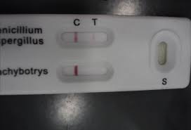 Informant Plus Allergenic Toxigenic Mold Detection 1 Kit Mold Inspection Black Mold Test Molding