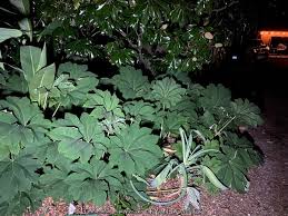 Image result for Tetrapanax