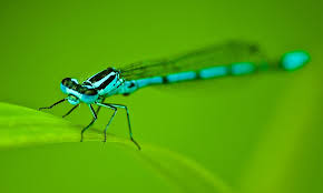 You are going to be amazing! Dragonfly Symbolism Meaning Totem Spirit Omens World Birds