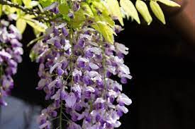 Wisteria Brachybotrys Murasaki Kapitan Wisteria Murasaki Kapitan Silky Wisteria Murasaki Kapitan White Wis Violet Flower Purple Wisteria Amazing Flowers