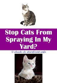 16 Charming Cat Spraying Remover Furniture