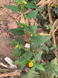 Image result for Sida acuta