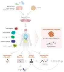 A database of cross contaminated or misidentified cell lines; Organoid Models Getting Started And Culture Tips