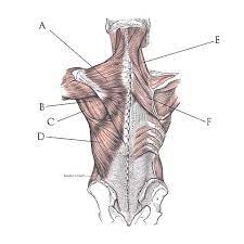 The extrinsic back muscles are located in the back, but act to produce movements of the shoulder and assist respiration. File Back Muscles Jpg Wikimedia Commons