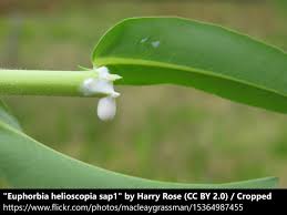 Image result for Euphorbia granulata