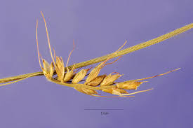 Image result for Oplismenus undulatifolius