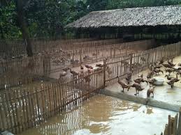 Blog kami ini menyediakan satu link download untuk anda mari kita rehatkan mata dan tengok dahulu video youtube yang bertajuk itik yang hood | kartun. Pemeliharaan Itik Dalam Kandang Dengan Dan Tanpa Kolam Warta Iptek