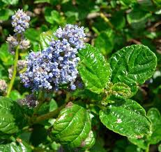 Image result for Cyrtorchis glaucifolia