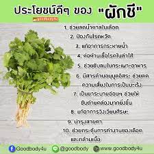 10 ประโยชน ด ๆ ของ ผ กช 1 ช วยลดน ำตาลในเล อด จ งเหมาะก บผ ป วยเบาหวาน และผ ท กำล งลดน ำหน ก 2 ป องก นโรคหว ด 3 แก อาการกระหายน อาหารเพ อส ขภาพ ผ กช
