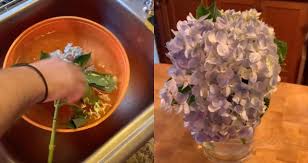 Take your wilted flower and snip the stem at an angle about 1 inch from the already cut end of the flower. This Easy Hack Will Make Dying Hydrangeas Look Brand New
