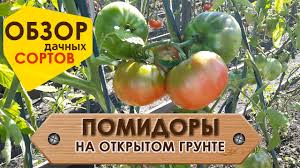 лучшие сорта томатов для теплиц из поликарбоната в беларуси Sorta Tomatov Ustojchivye K Fitoftore Dlya Podmoskovya V Teplice I Otkrytom Grunte