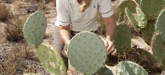 The classic shape and color of the prickly pear will bring a touch of arizona to your landscape. Opuntioid Cacti Declared Pests Agriculture And Food