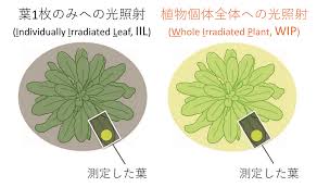 植物の寝起きが良くなる光照射法 東京大学 大学院理学系研究科 理学部