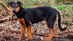 The german shepherd is one of the best breeds you can find.it is relatively new (created in 1899), but it has won the hearts of everyone. Doberman German Shepherd Mix Puppies Information Lifespan More