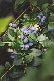 Blaubeeren Pflanzen So Legt Man Ein Blaubeerbeet Im Garten An Blaubeeren Pflanzen Pflanzen Und Heidelbeeren Pflanzen