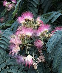 Image result for Albizia