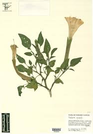 Image result for Solanaceae