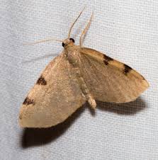 Image result for Dissotis caloneura