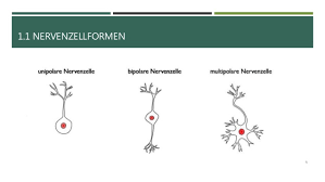 Aufbau und funktion der nervenzelle/neuron. Erregung Und Erregungsleitung Bei Nervenzellen