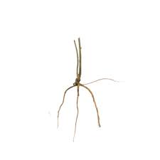 Image result for Pleurolobus