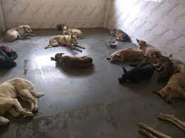 Free dog adoption in mumbai 2020 l dogs for adoption in march 2020 l dog adoption india this march you can adopt labrador. 5 Best Pet Adoption Centers In Navi Mumbai