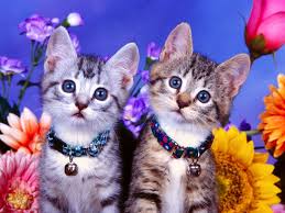 10 Imagenes De Gatitos Para Fondo De Pantalla Imagenes De Gatos Gatos Tiernos Animales Bebes