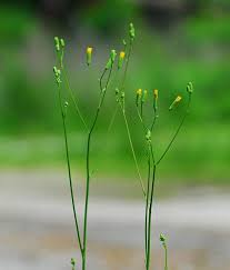 Image result for Crepis urundica