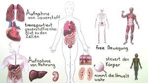 Lernst du in der 11. Organe Mensch Einfach Erklart I Inkl Ubungen