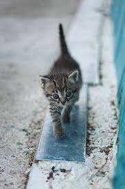 Pin By Elaine Cooper On Cutest Kittens Cats Kittens Cats And Kittens
