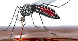 The tiger mosquito is known to have arrived in switzerland in aeroplane cargo holds and shipping containers. Infektionskrankheiten Mit Sterilisierten Mucken Bekampfen