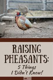 Transactions of the north american wildlife conference. Raising Pheasants 5 Things I Didn T Know A Farmish Kind Of Life