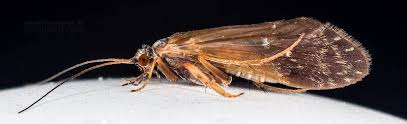 Image result for Gnidia microcephala