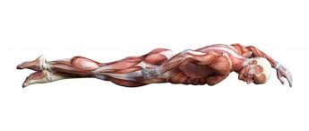 In all its forms, it makes up nearly half of the body's mass. What Muscles Are Used In Swimming Elite Sports Clubs