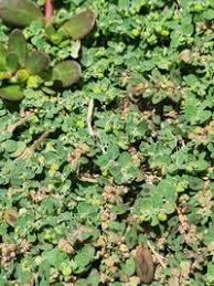 Image result for Euphorbia serpens