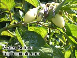Image result for Solanum muricatum