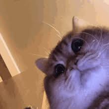 Cat Camera Gifs Tenor