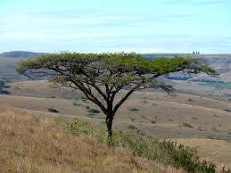 Image result for Acacia sieberiana