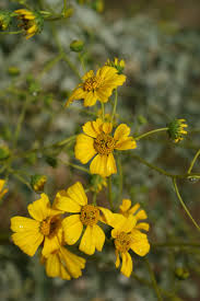 Image result for Warneckea albiflora