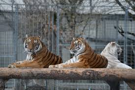 Bienvenue sur le site de quatre pattes en suisse, organisation de protection des animaux. Neuer Standort Fur Tiere Des Raubtierparks Subingen Fur Artgemasse Haltung Polizei News